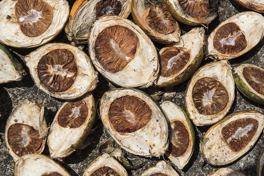 Benefits and Risks of Betel Nut (Areca Catechu) Use!