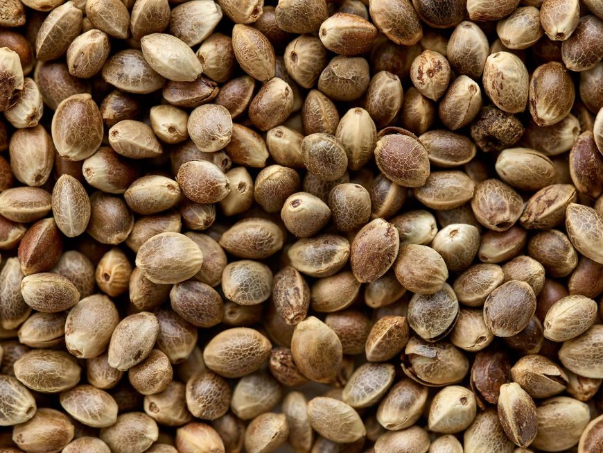 Cannabis Seeds: What You Need to Know