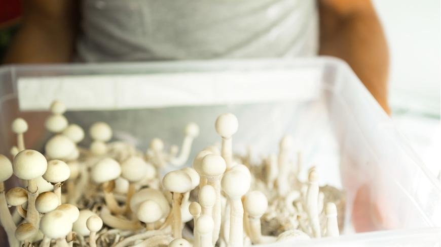 Grow Your Own Magic Mushrooms