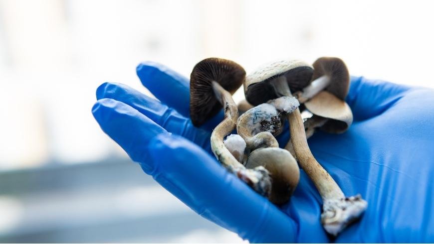 How Long Does It Take to Grow Magic Mushrooms?
