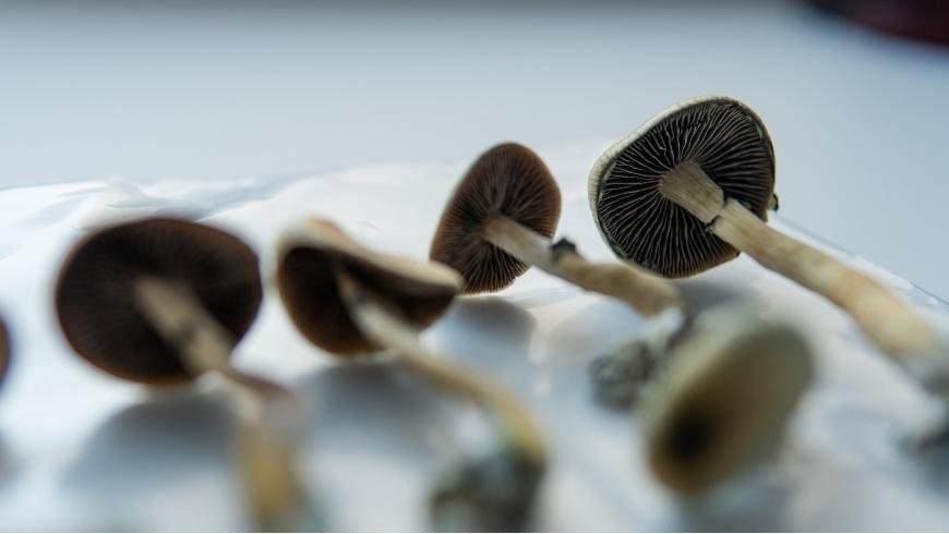 Can You Legally Grow Magic Mushrooms?