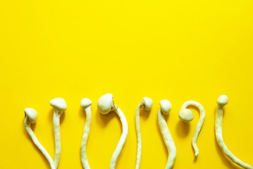 Top Lemon Tekking Tips for Magic Mushrooms