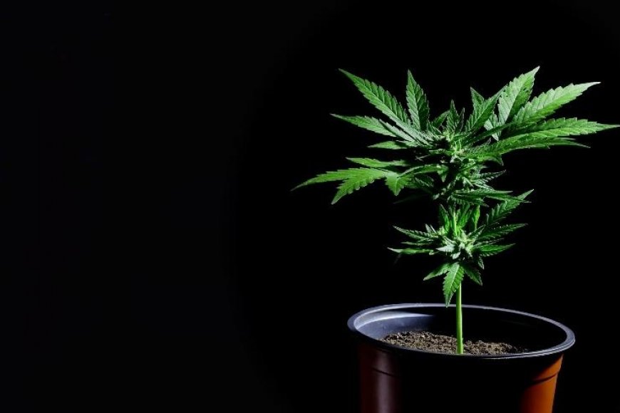Choosing The Right Cannabis Container for Your Growing Operation