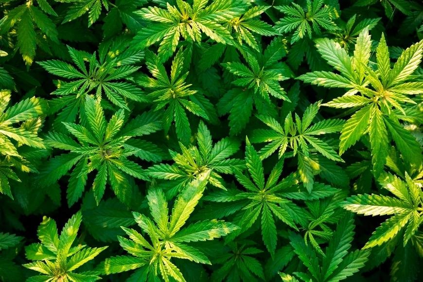 The Vegetative Phase of Cannabis Plants