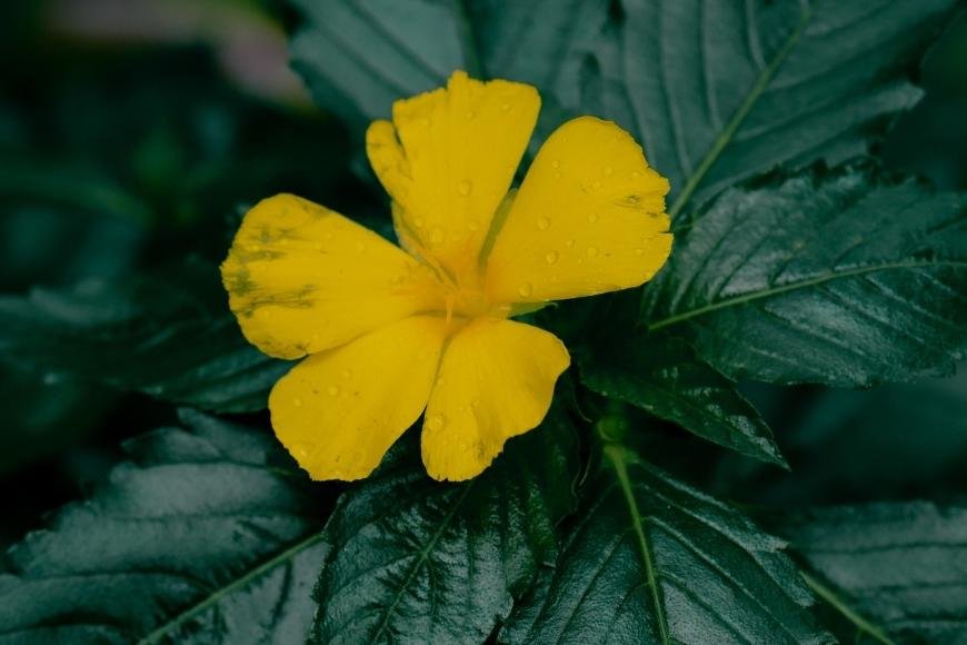 What Is Damiana?