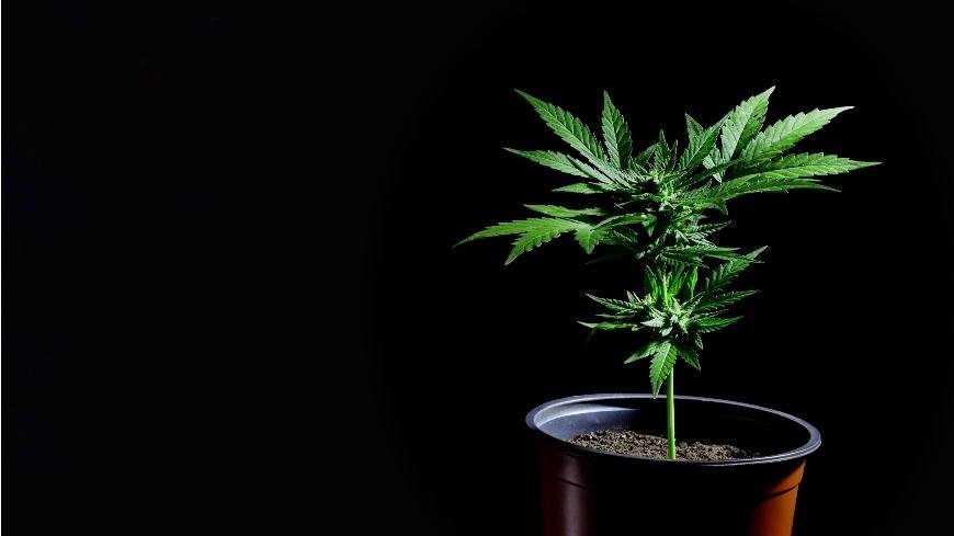 Picking the Right Container for Cannabis Plants