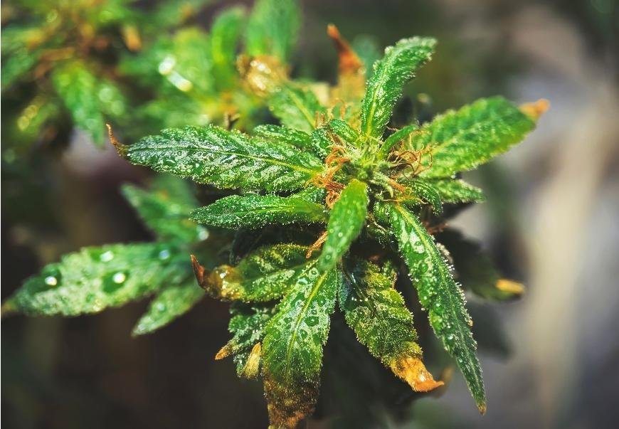 How to Flush Cannabis Plants
