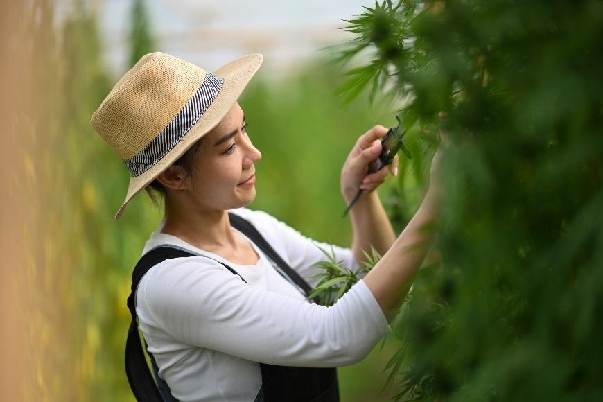 Knowing When to Harvest Cannabis Plants