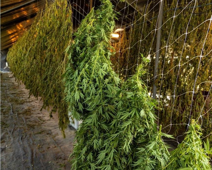 How to Harvest and Dry Cannabis Plants
