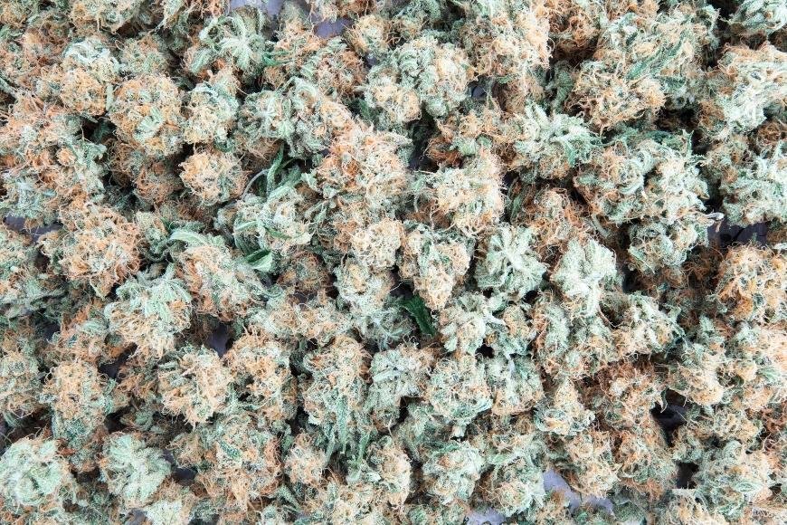 How to Cure Cannabis Buds