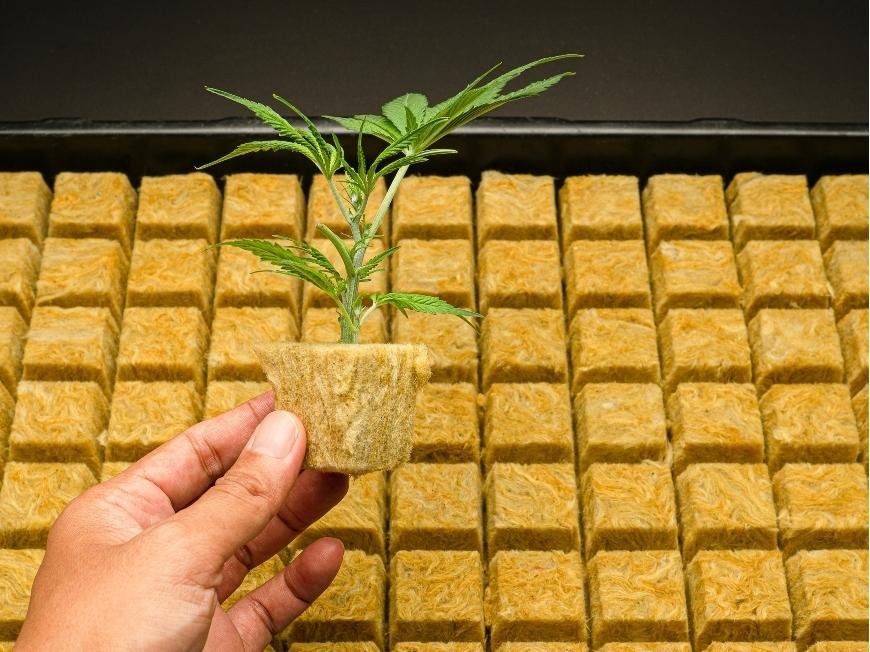 Growing Cannabis in Rockwool