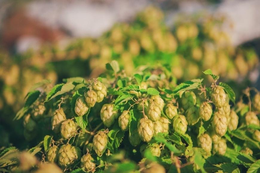 What are Hops Flowers?