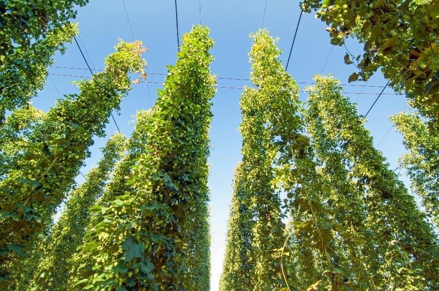How to Use Hops Flowers