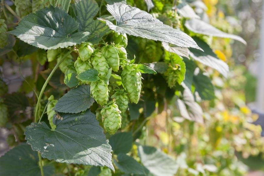 How to Grow Hops?