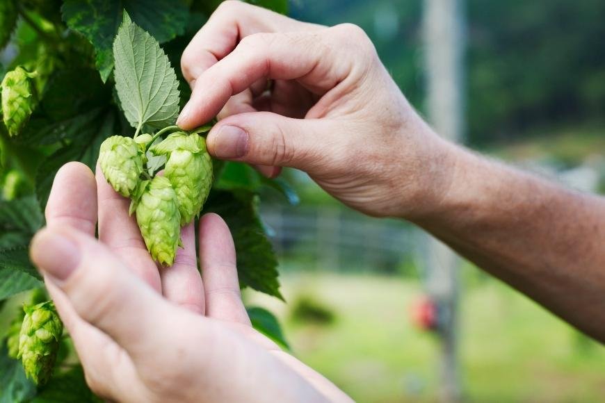 How to Extract Hops