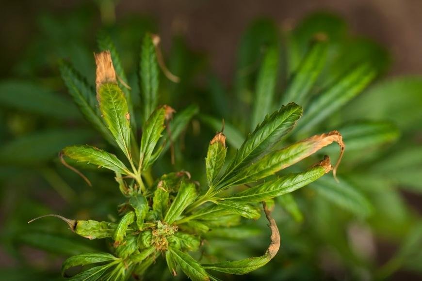 Nitrogen Toxicity in Cannabis Plants
