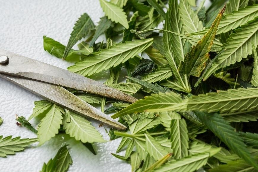 Defoliating Cannabis Plants: How To