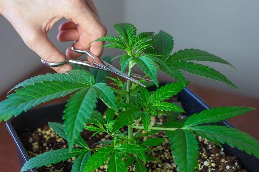 Mainlining Cannabis Plants: How To