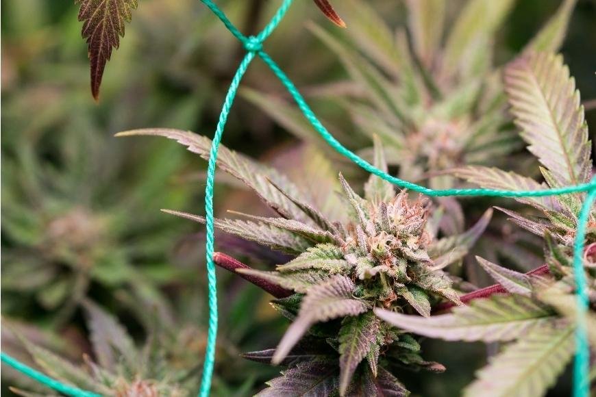 Trellising Cannabis Plants: How To