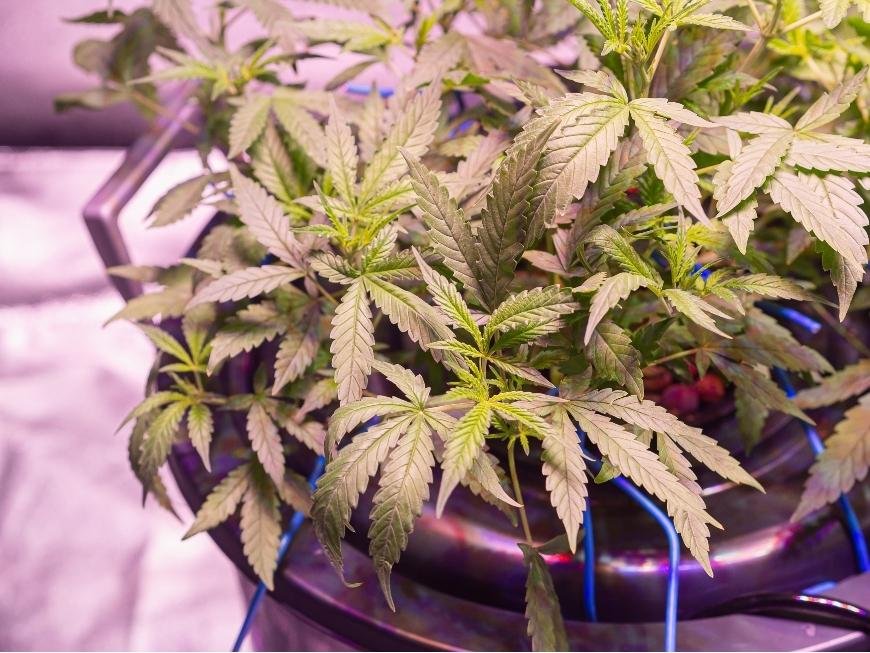 How to Grow Cannabis With DWC Hydroponics
