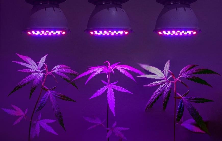How to Choose the Right Cannabis Grow Light