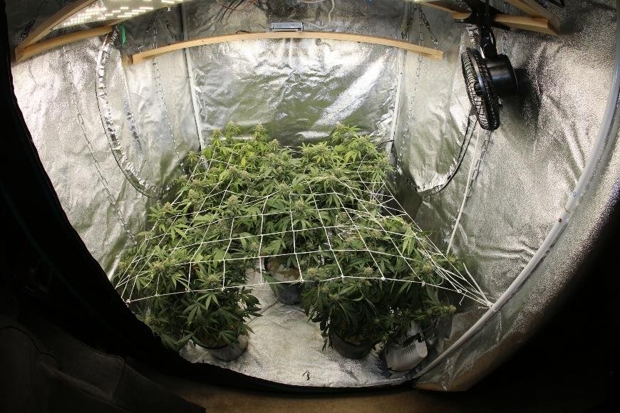 Indoor Cannabis Grow: Ventilation Guide