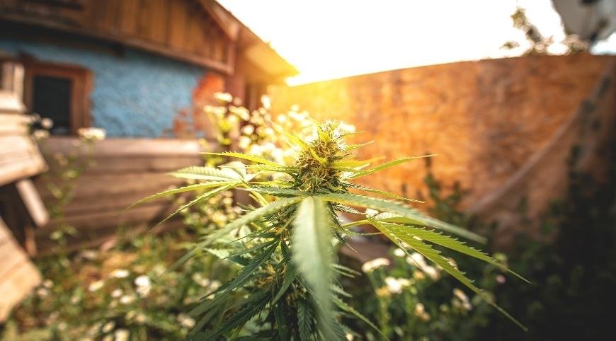 How to Stealth Grow Cannabis Plants