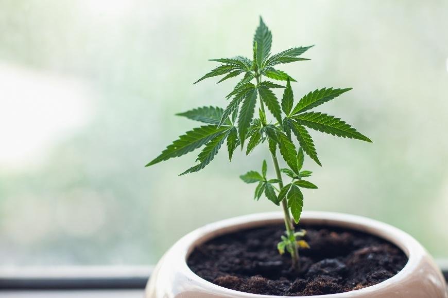 How to Grow Cannabis on a Balcony or Terrace