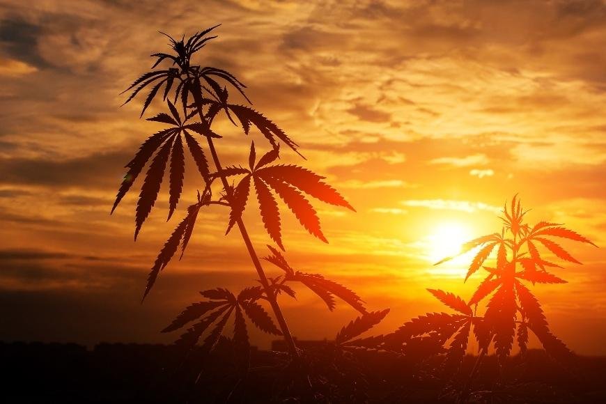 How to Guerrilla Grow Cannabis Plants