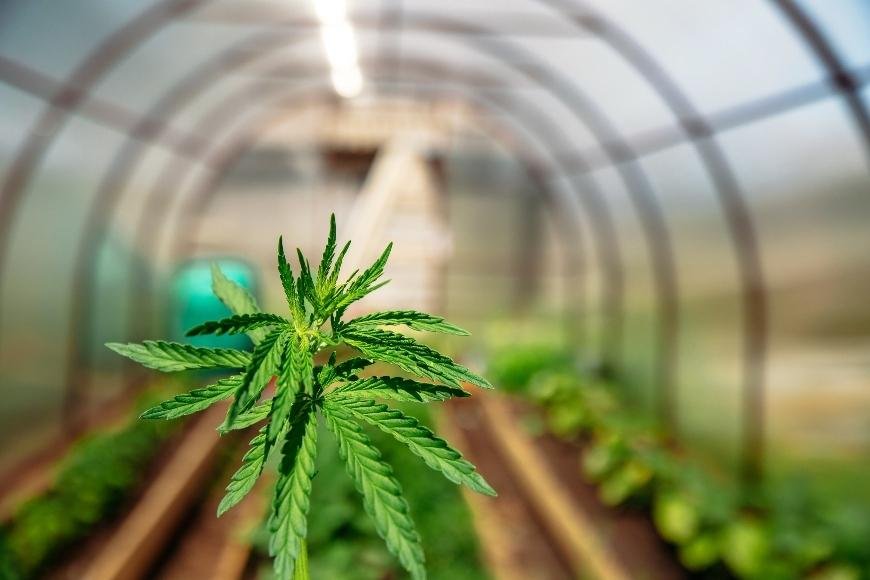 How to Grow Cannabis in a Greenhouse