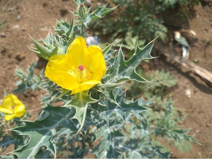 What is Prickly Poppy?