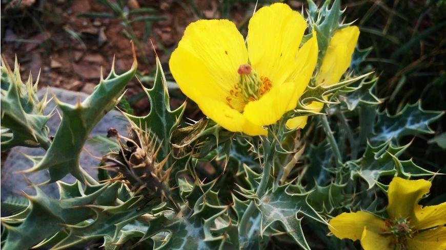 How to extract Prickly Poppy?