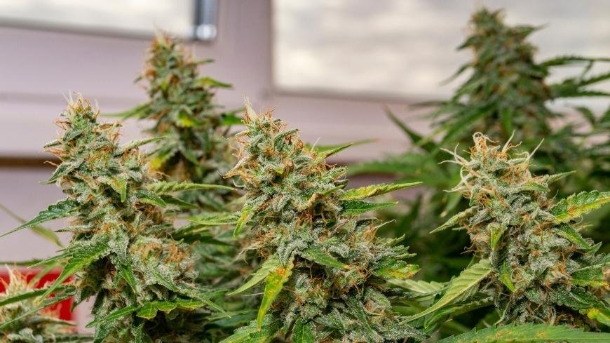How to Grow Autoflowering Cannabis Plants