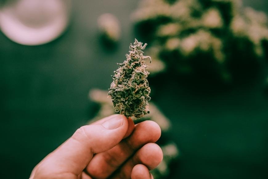 How to Maximise Autoflowering Cannabis Yields