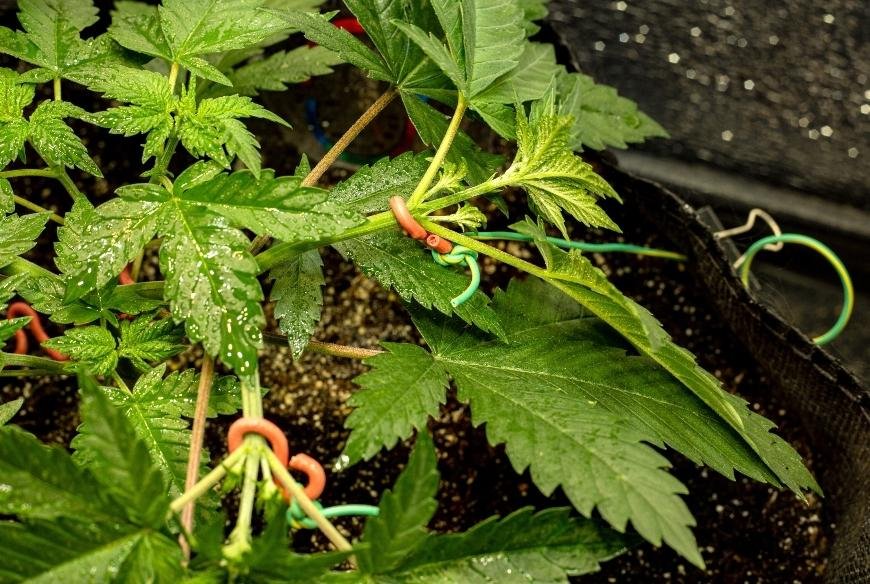 How to Train Autoflowering Cannabis Plants
