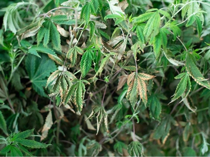 How to Identify and Treat Common Cannabis Diseases