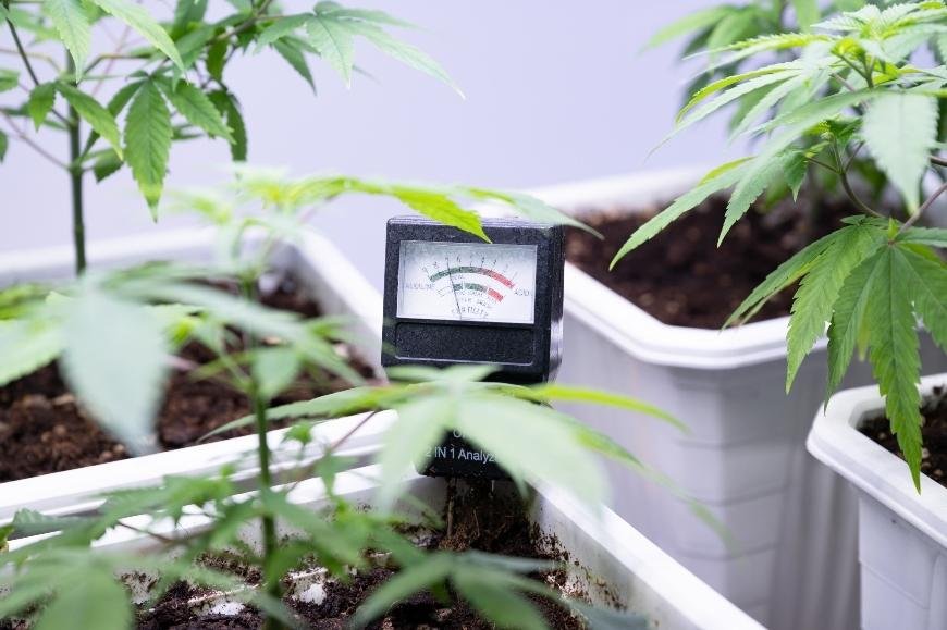 The Best PH and EC Values for Cannabis Growth