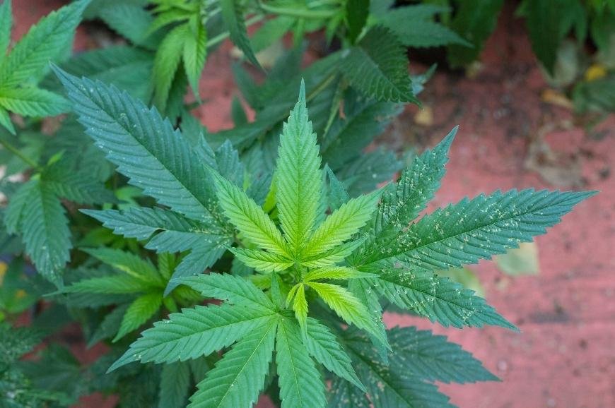How to Fix Magnesium Deficiency in Cannabis Plants