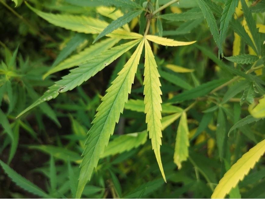 How to Fix Nitrogen Deficiency in Cannabis Plants