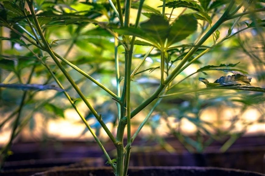 How to Fix Phosphorus Deficiency in Cannabis Plants