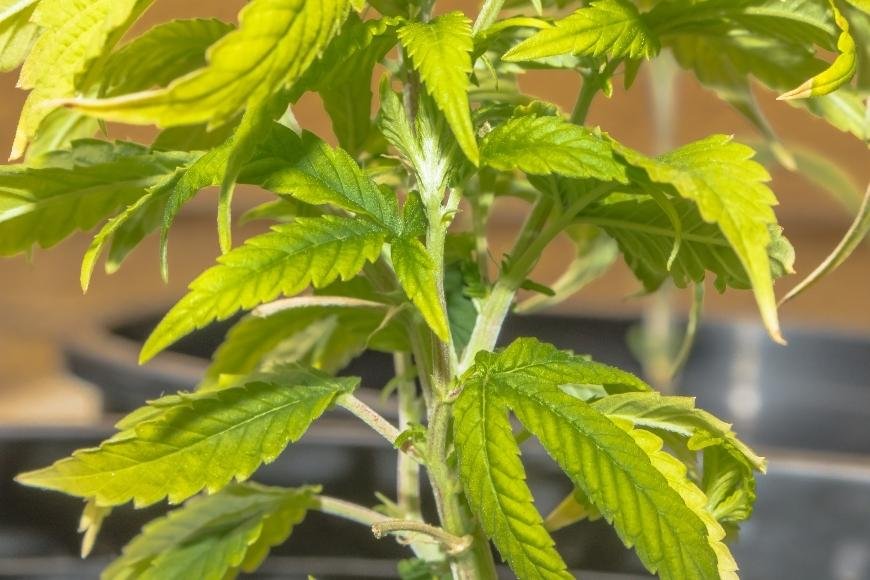How to Fix Zinc Deficiency in Cannabis Plants