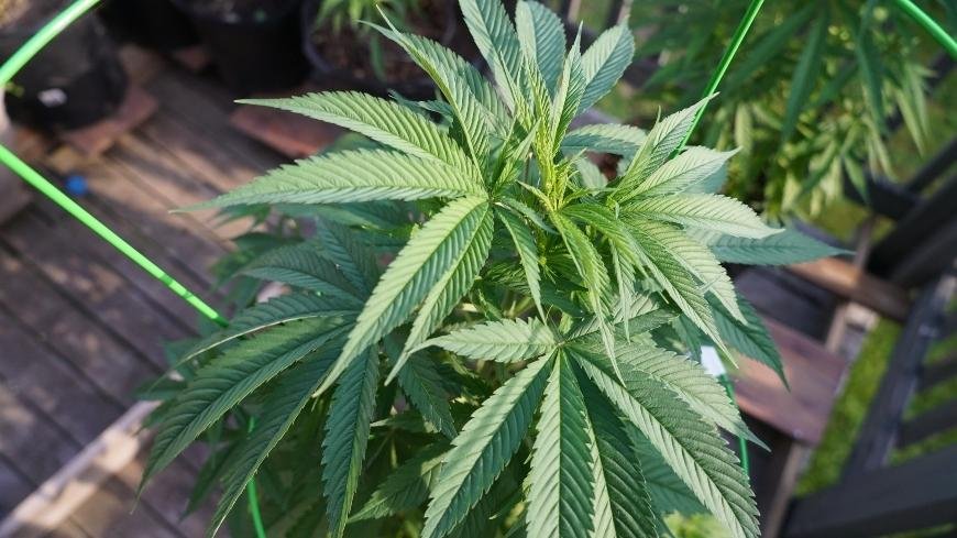 How to Fix Iron Deficiency in Cannabis Plants
