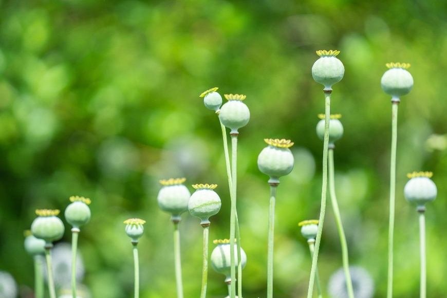 What is Opium Poppy?