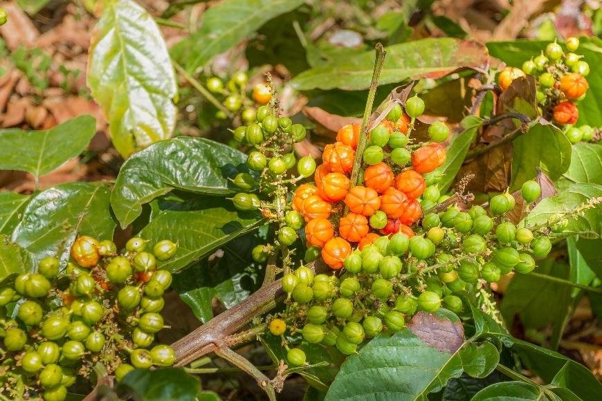 Sådan dyrker man guarana