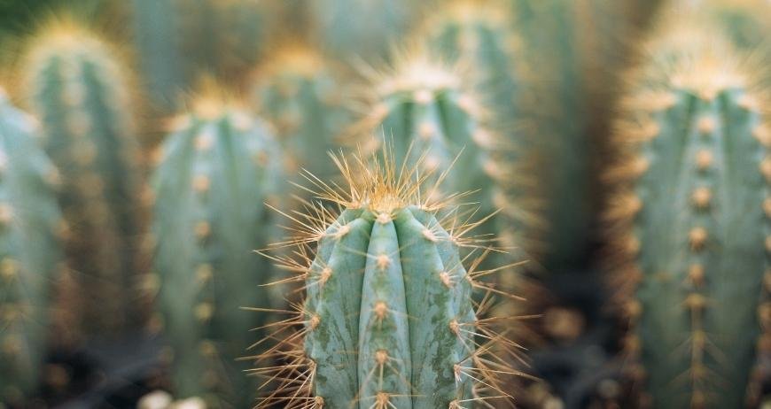 What is Mescaline Cacti?