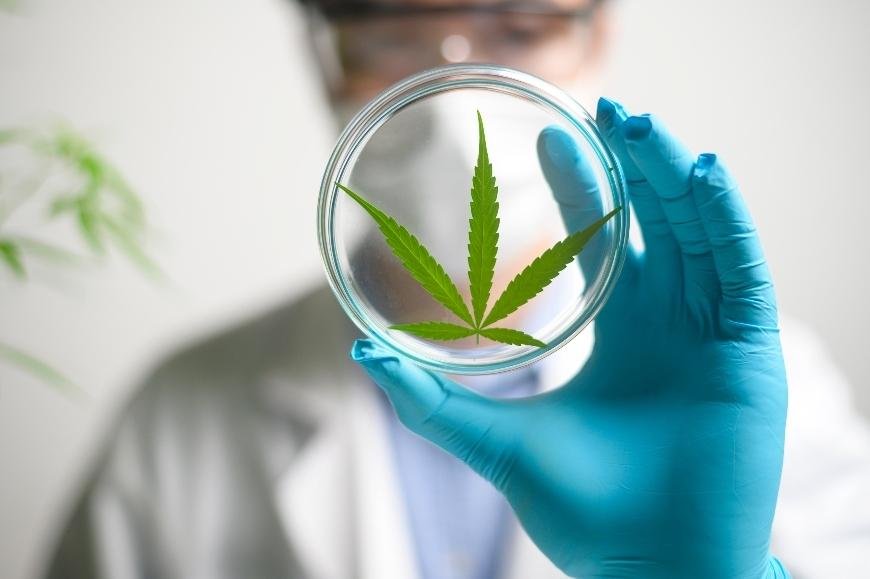 Los 5 mejores vaporizadores para cannabis medicinal