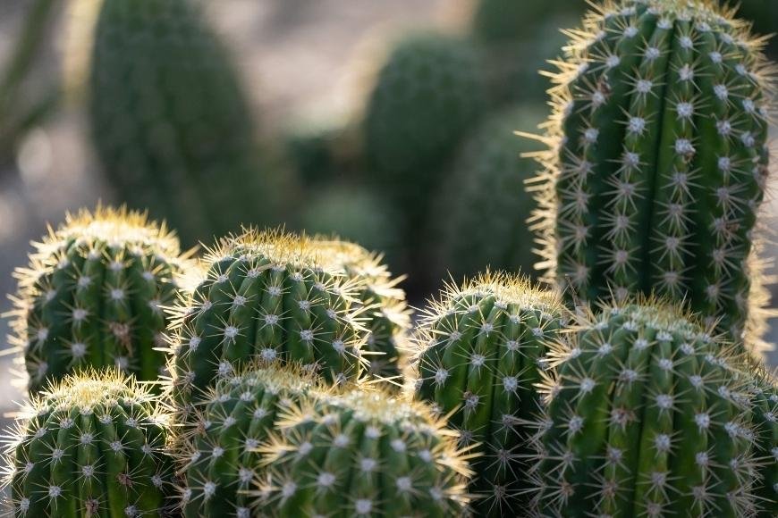 How to Grow Mescaline Cacti