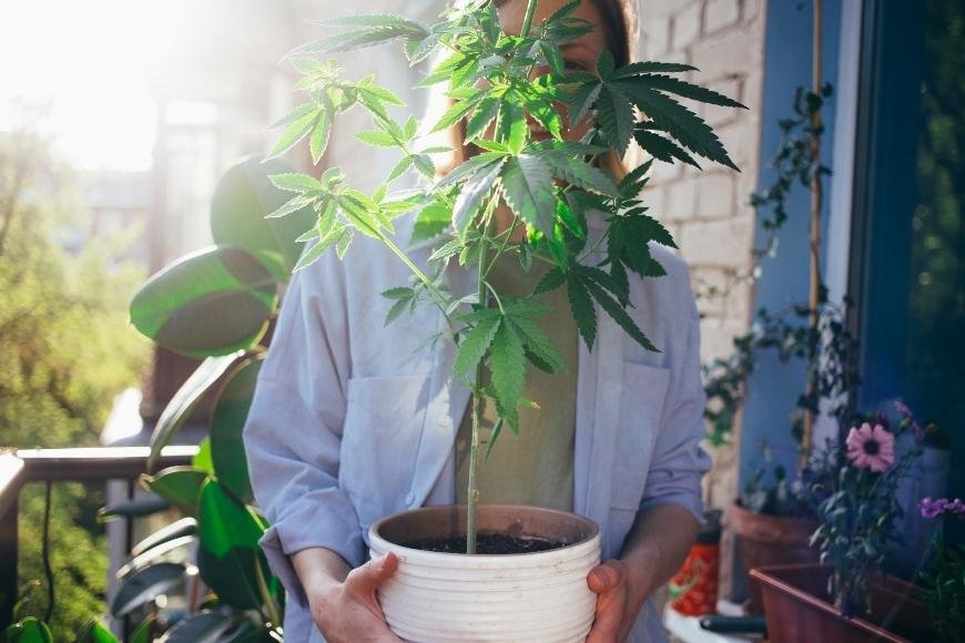 The Best Cannabis Strains to Grow on a Terrace or Balcony