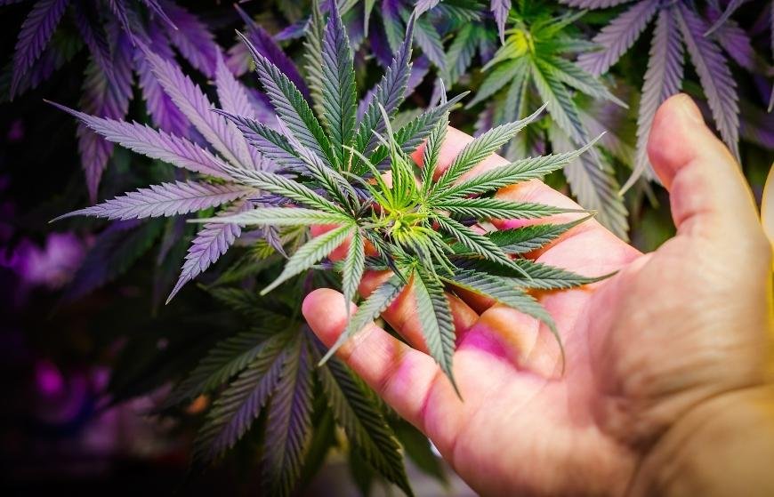 The Best Purple Cannabis Strains