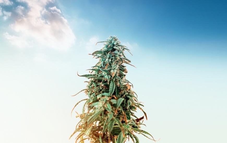 The Best Hybrid Cannabis Strains